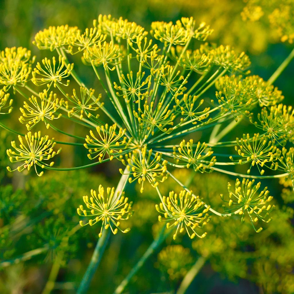 Hinojo - Foeniculum vulgare