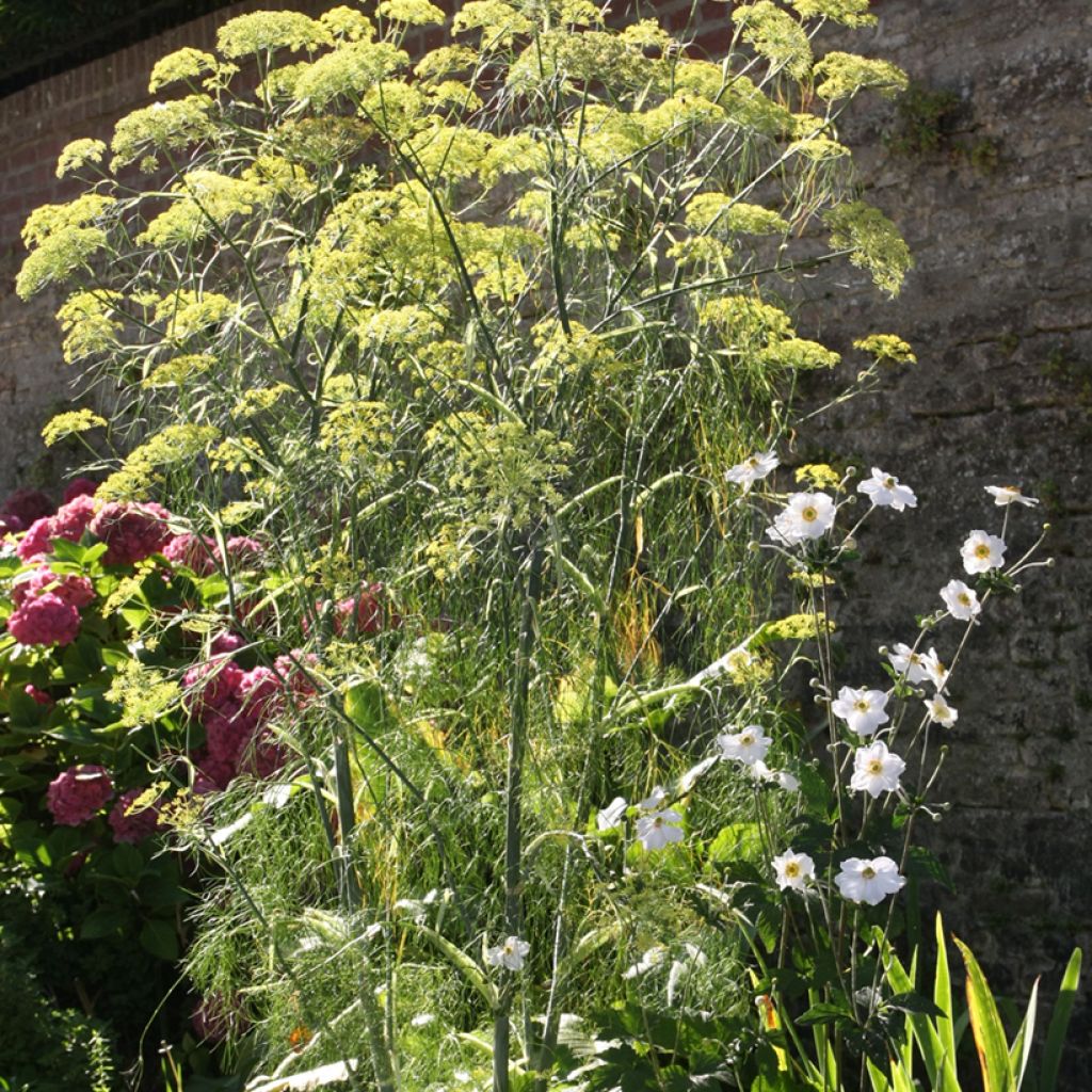 Hinojo - Foeniculum vulgare