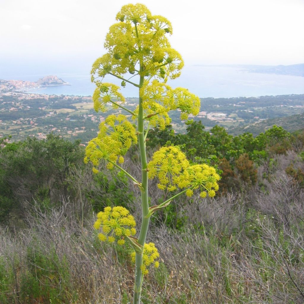 Ferula communis - Cañaheja