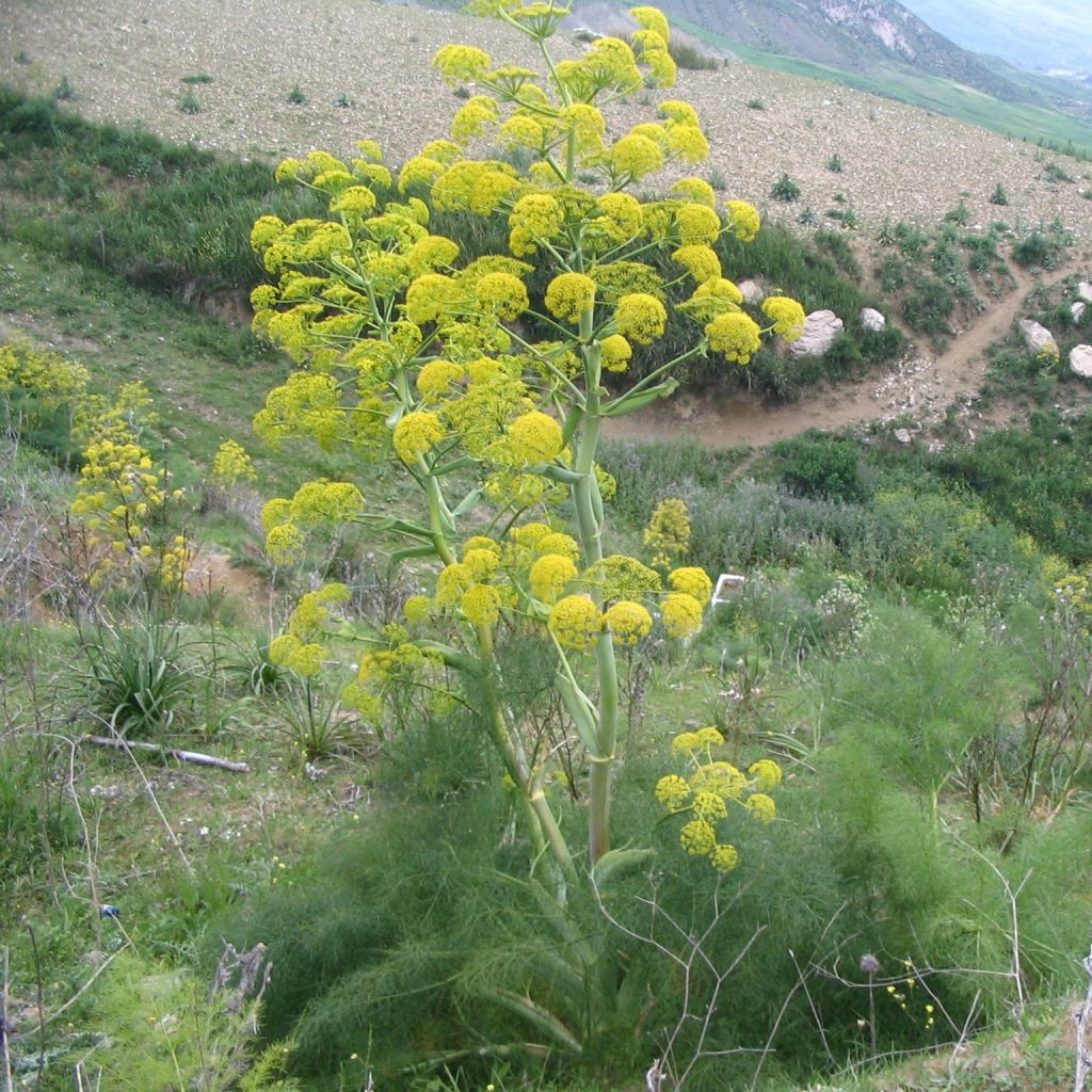 Ferula communis - Cañaheja