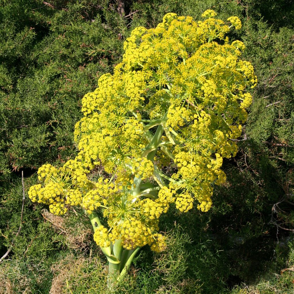 Ferula communis - Cañaheja