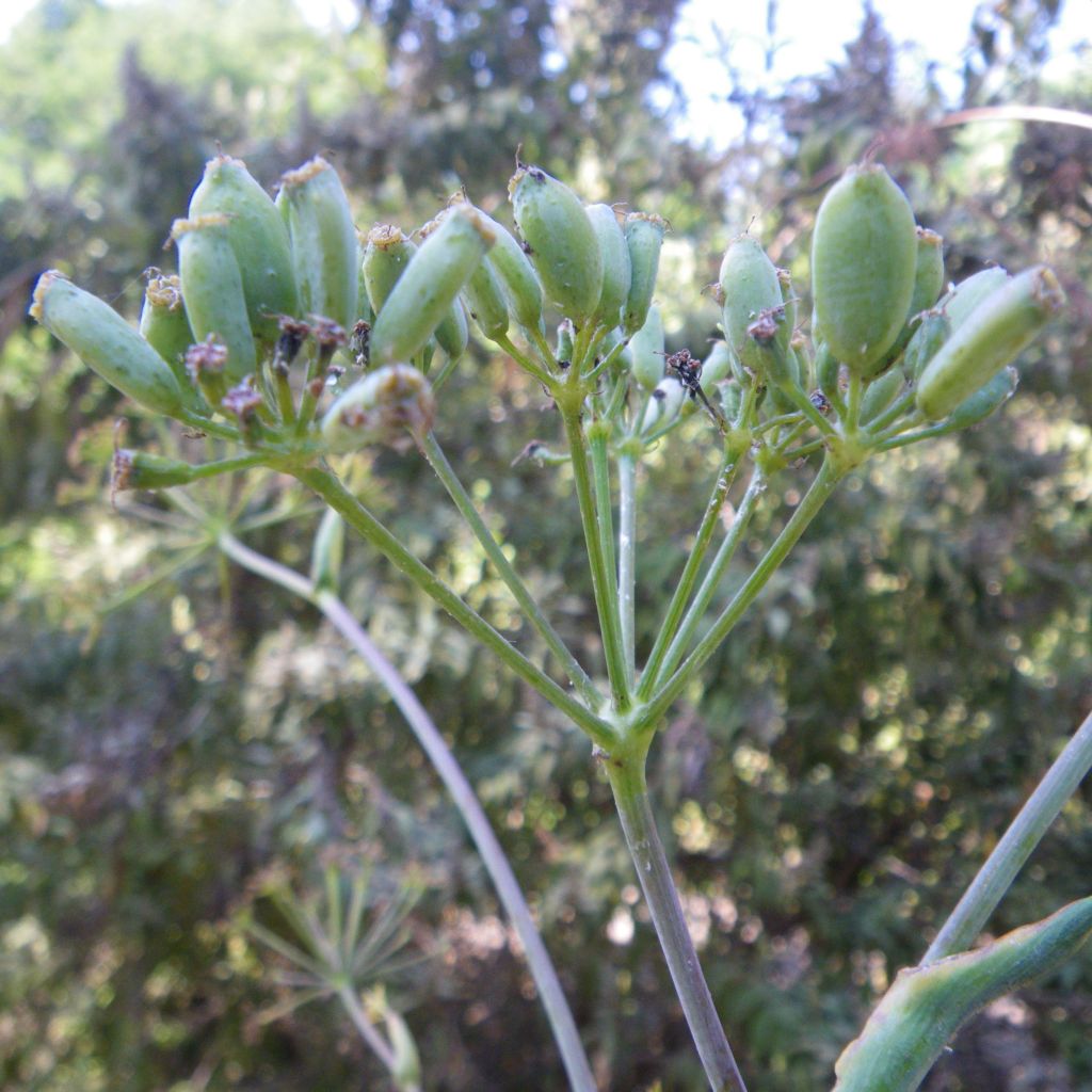 Ferula communis - Cañaheja