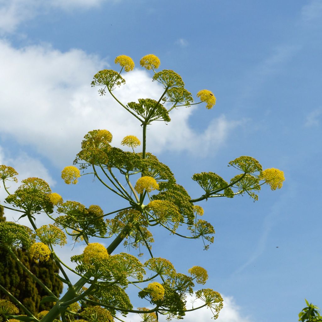 Ferula communis - Cañaheja