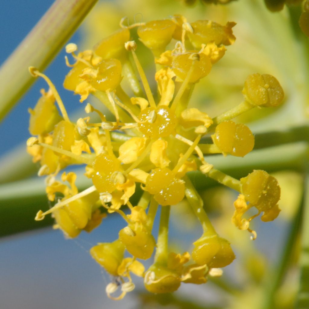 Férule, Ferula tingitana