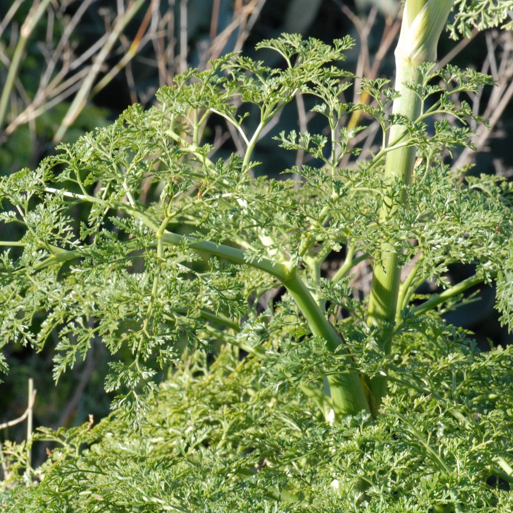 Férule, Ferula tingitana