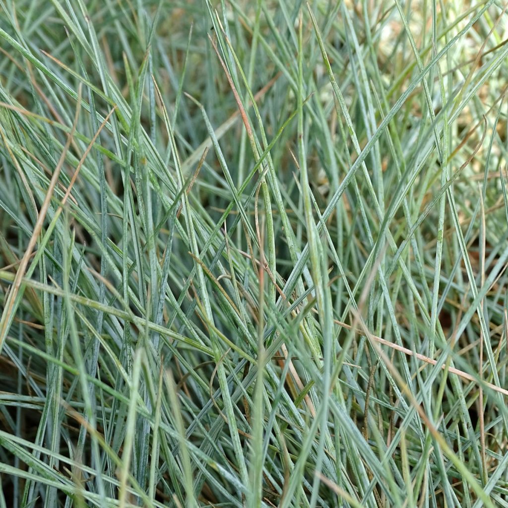 Festuca Intense Blue - Fétuque bleue