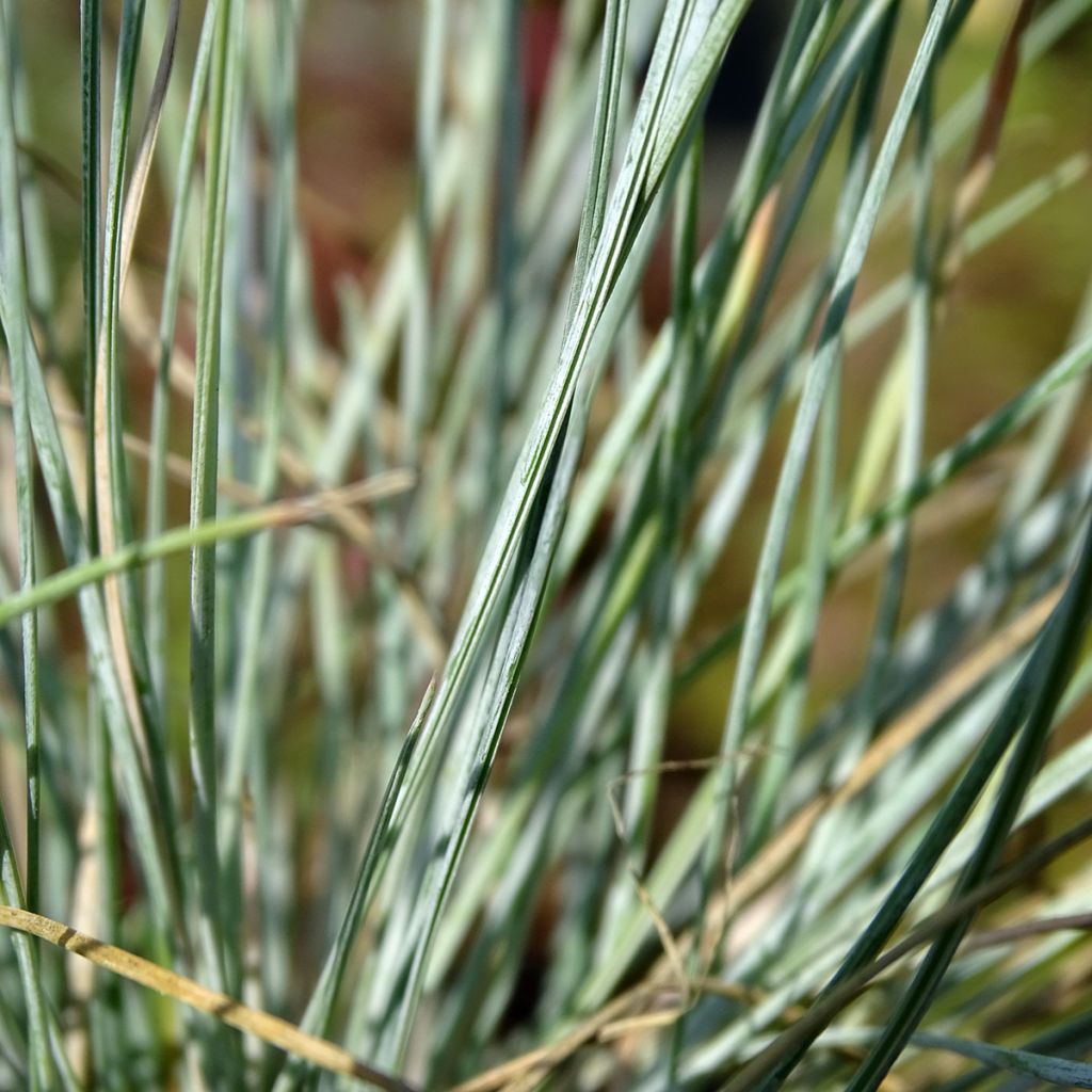 Festuca Intense Blue - Fétuque bleue