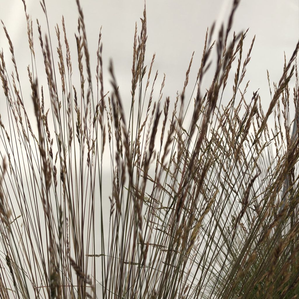 Festuca Sunrise - Cañuela