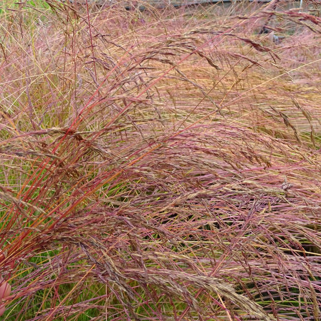 Festuca amethystina - Fétuque améthyste