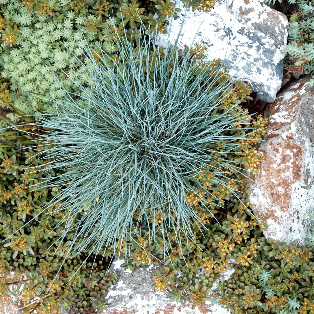 Festuca azul Easy Blue - Festuca glauca