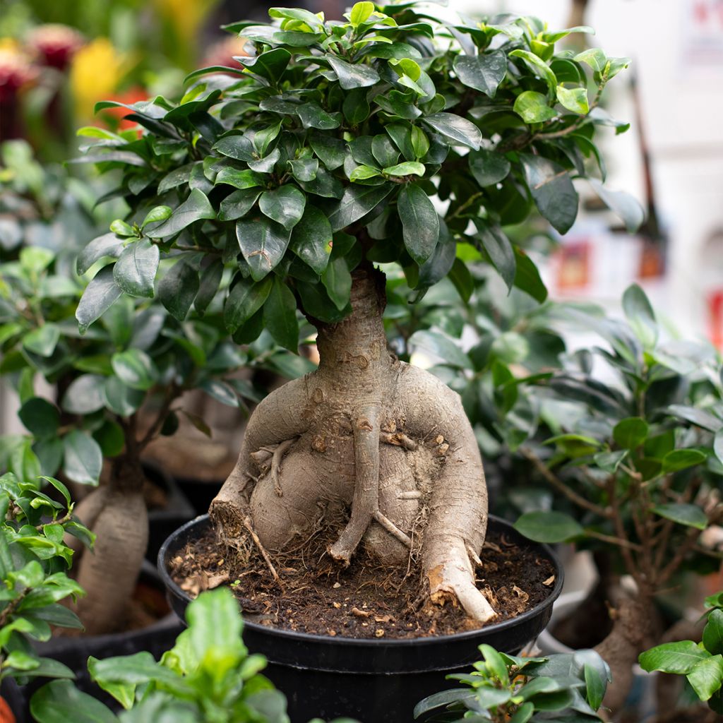 Ficus microcarpa - Ficus de Indias