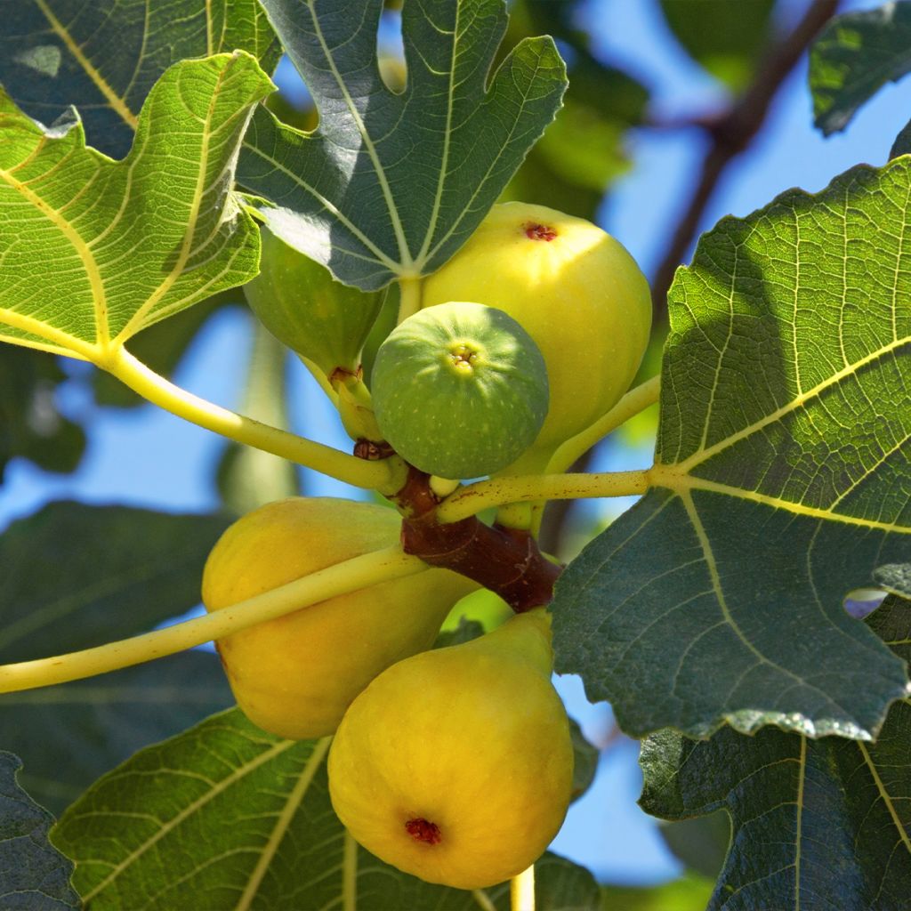 Higuera Madeleine des Deux saisons - Ficus carica