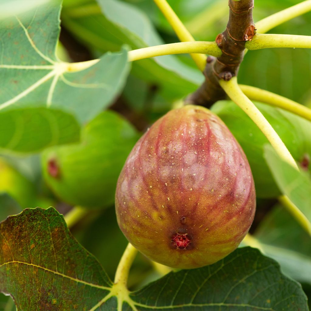 Figuier Terza - Ficus carica