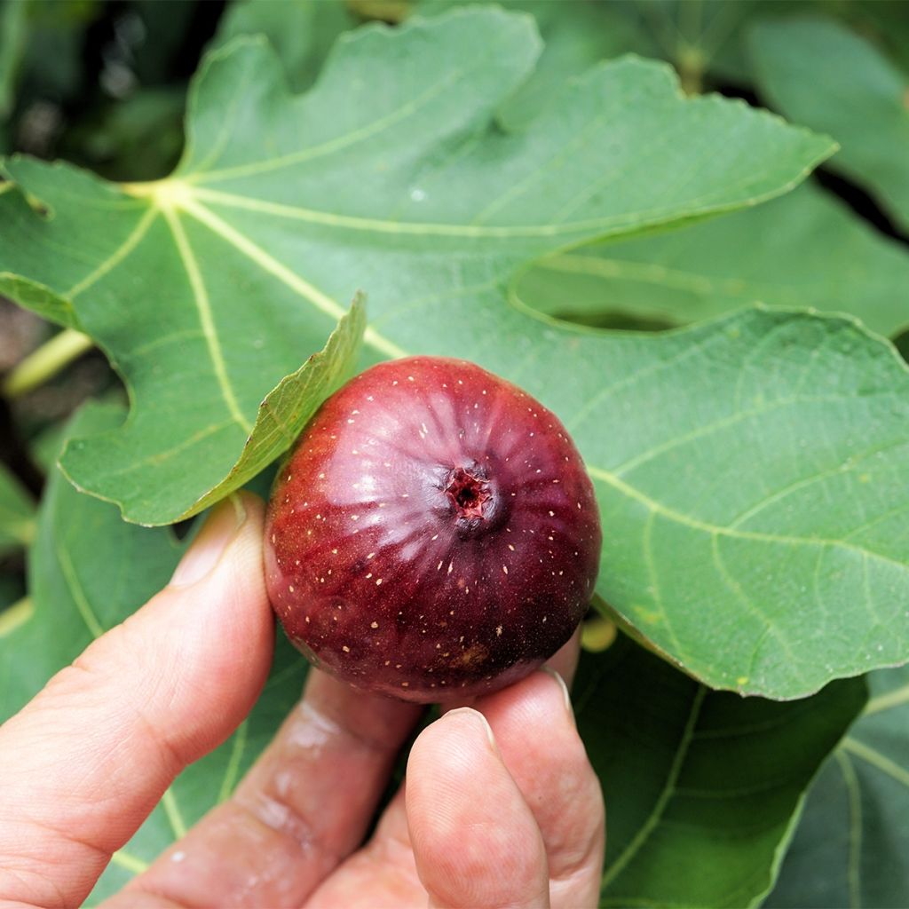 Figuier Violette Dauphine - Ficus carica