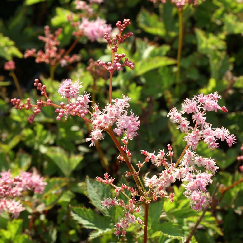 Filipendula Kahome, Reine des Près