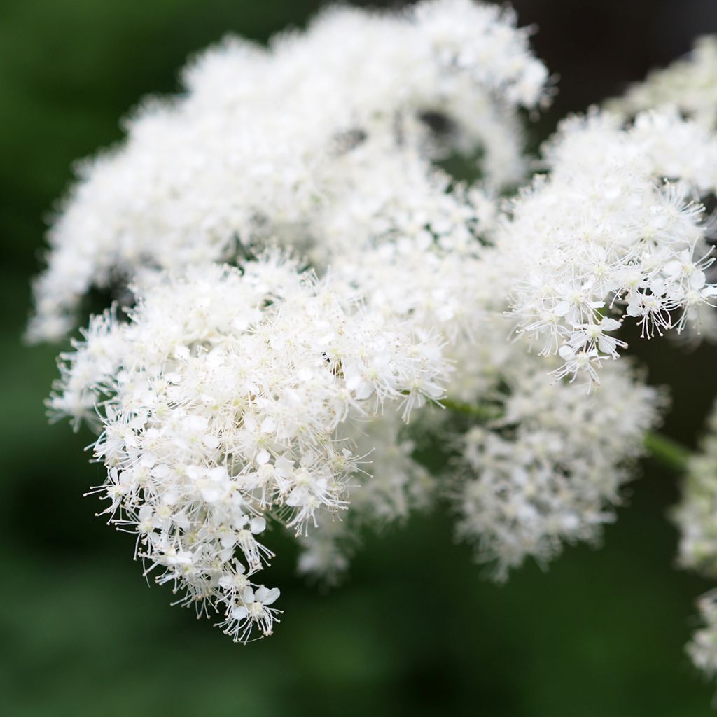 Filipendula camtschatica