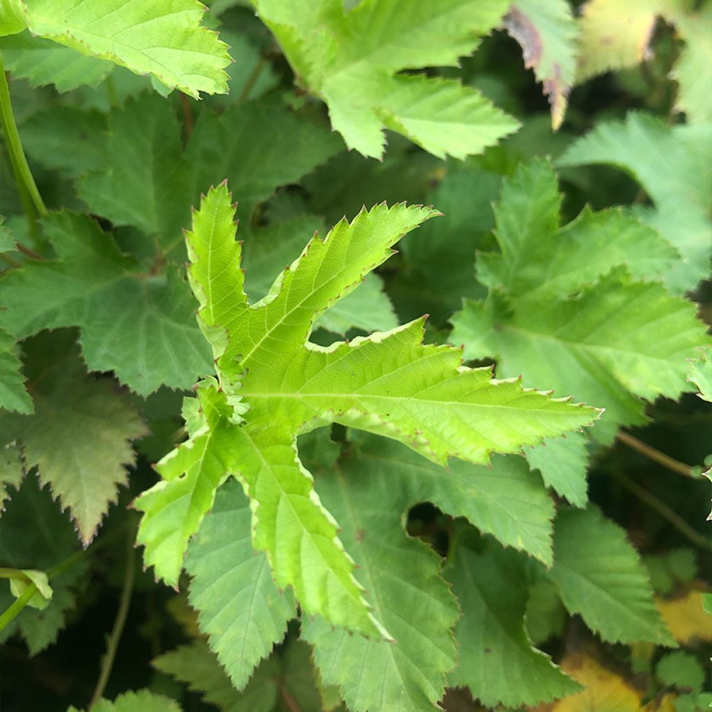 Filipendula palmata Nana - Filipendule palmée