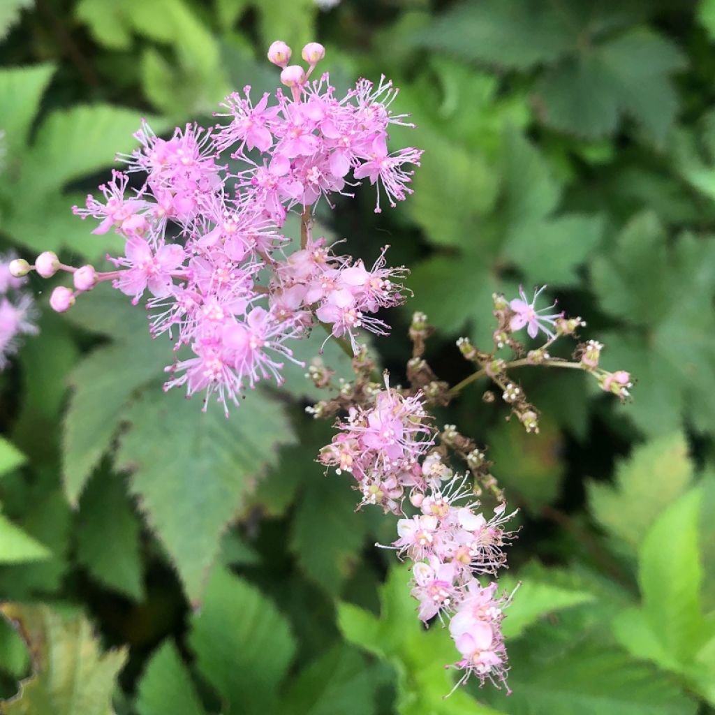 Filipendula palmata Nana - Filipendule palmée