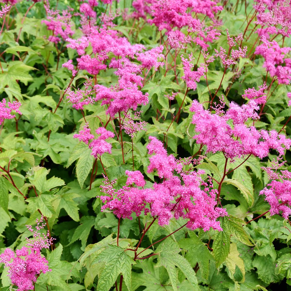 Filipendula purpurea