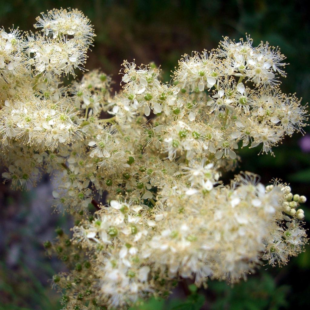 Filipendula ulmaria - Reina de los prados