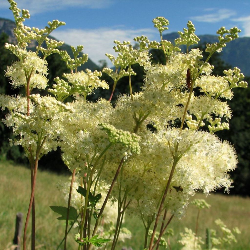 Filipendula ulmaria - Reina de los prados