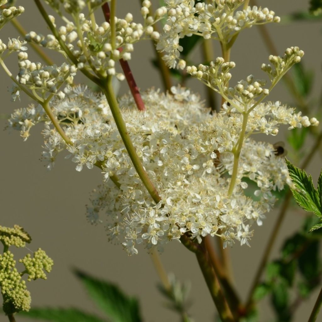 Filipendula ulmaria - Reina de los prados