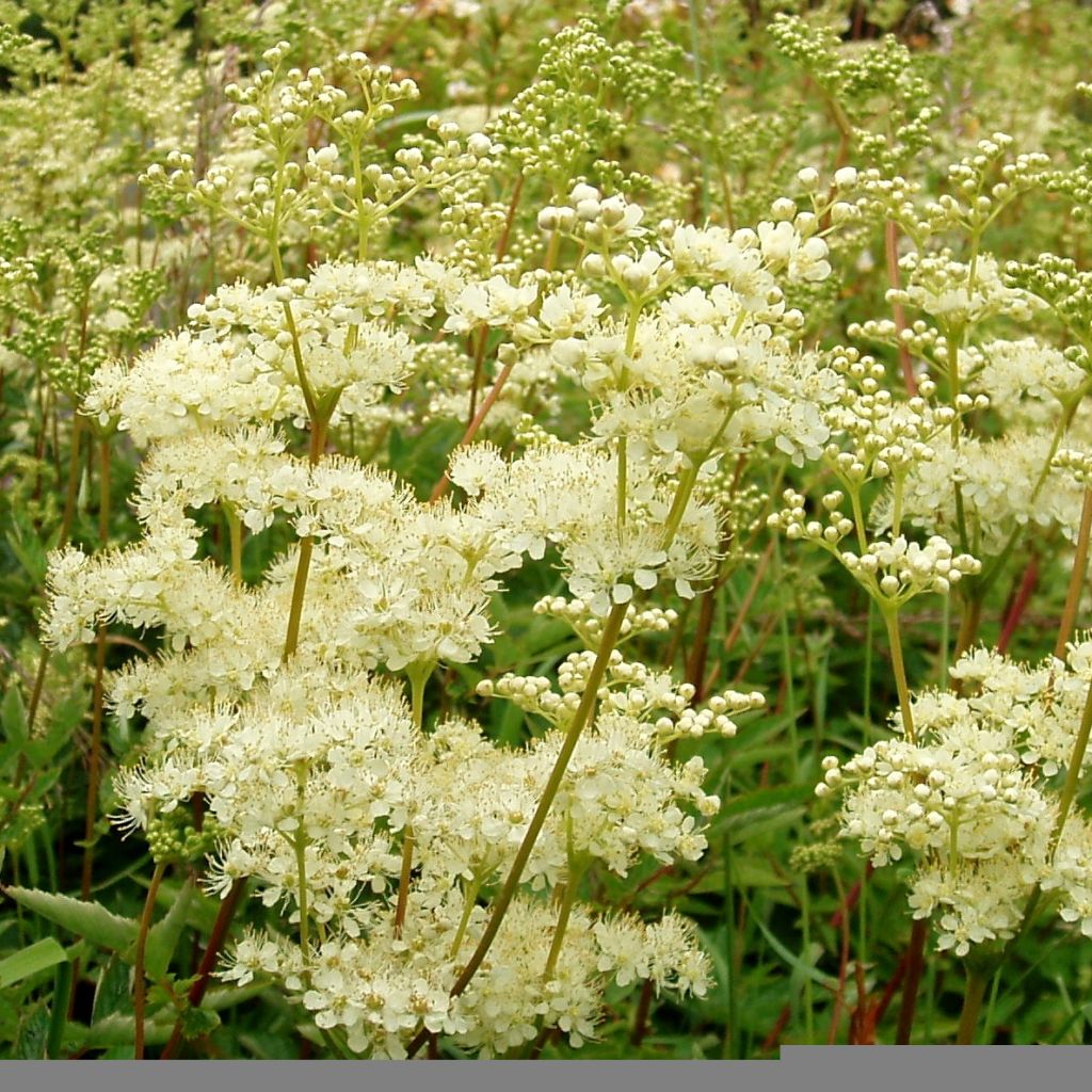 Filipendula ulmaria - Reina de los prados