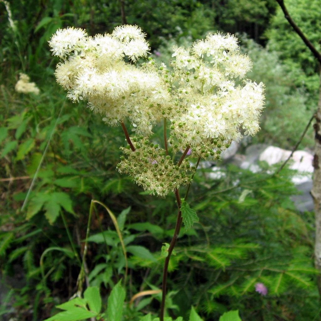 Filipendula ulmaria - Reina de los prados