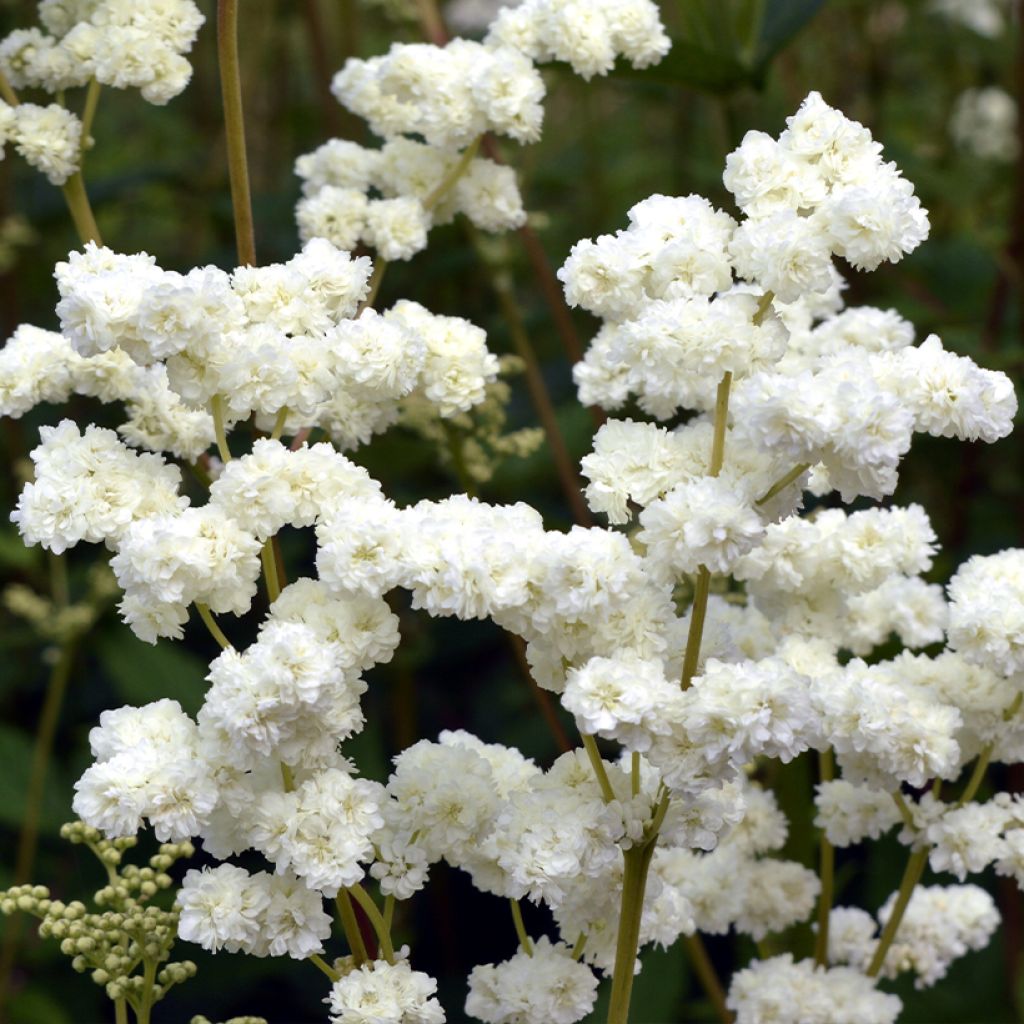 Filipendula ulmaria Plena