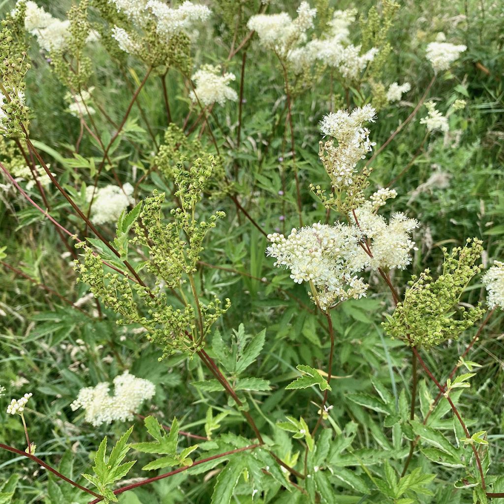 Filipendula ulmaria - Reina de los prados