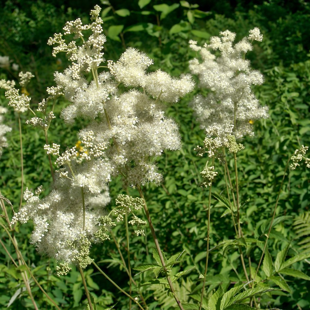 Filipendula ulmaria - Reina de los prados