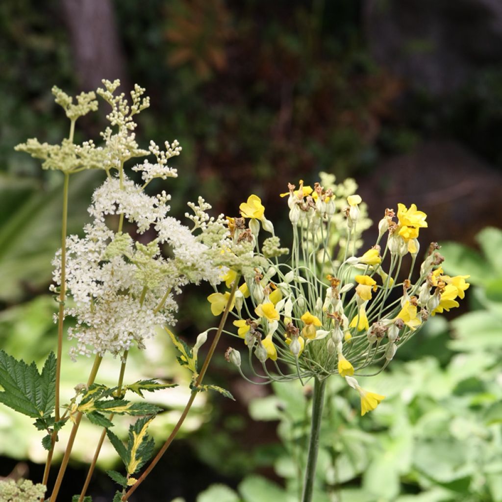 Filipendula ulmaria - Reina de los prados