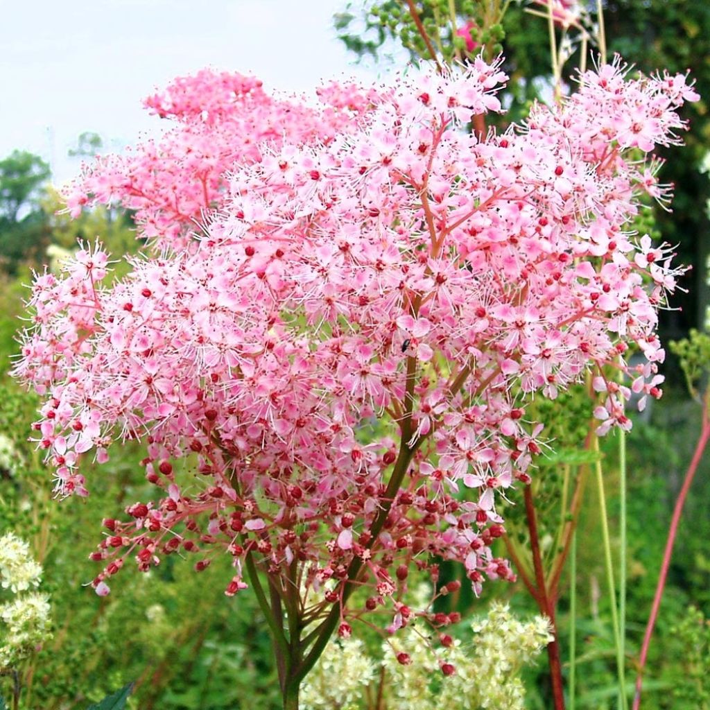 Filipendula ulmaria Rosea - Reine des Prés