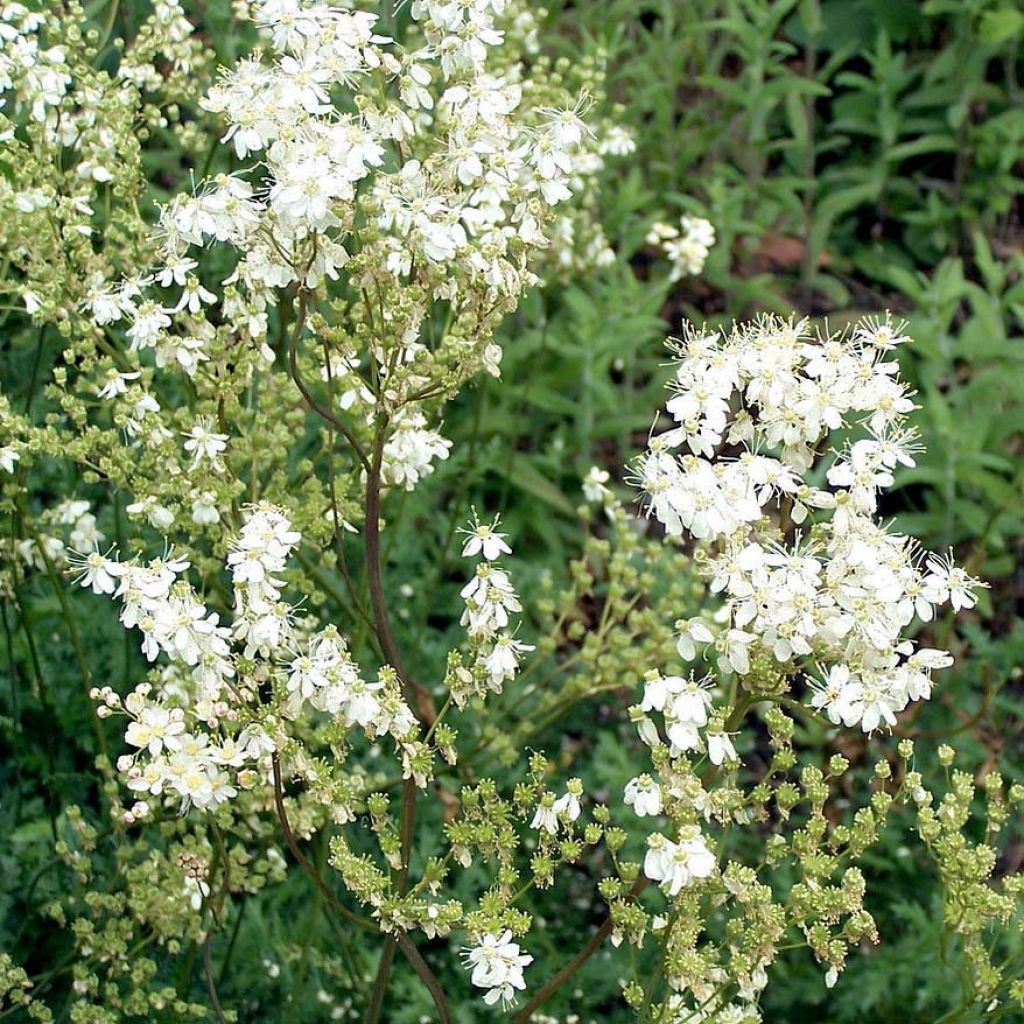 Filipendula vulgaris - Filipendule commune