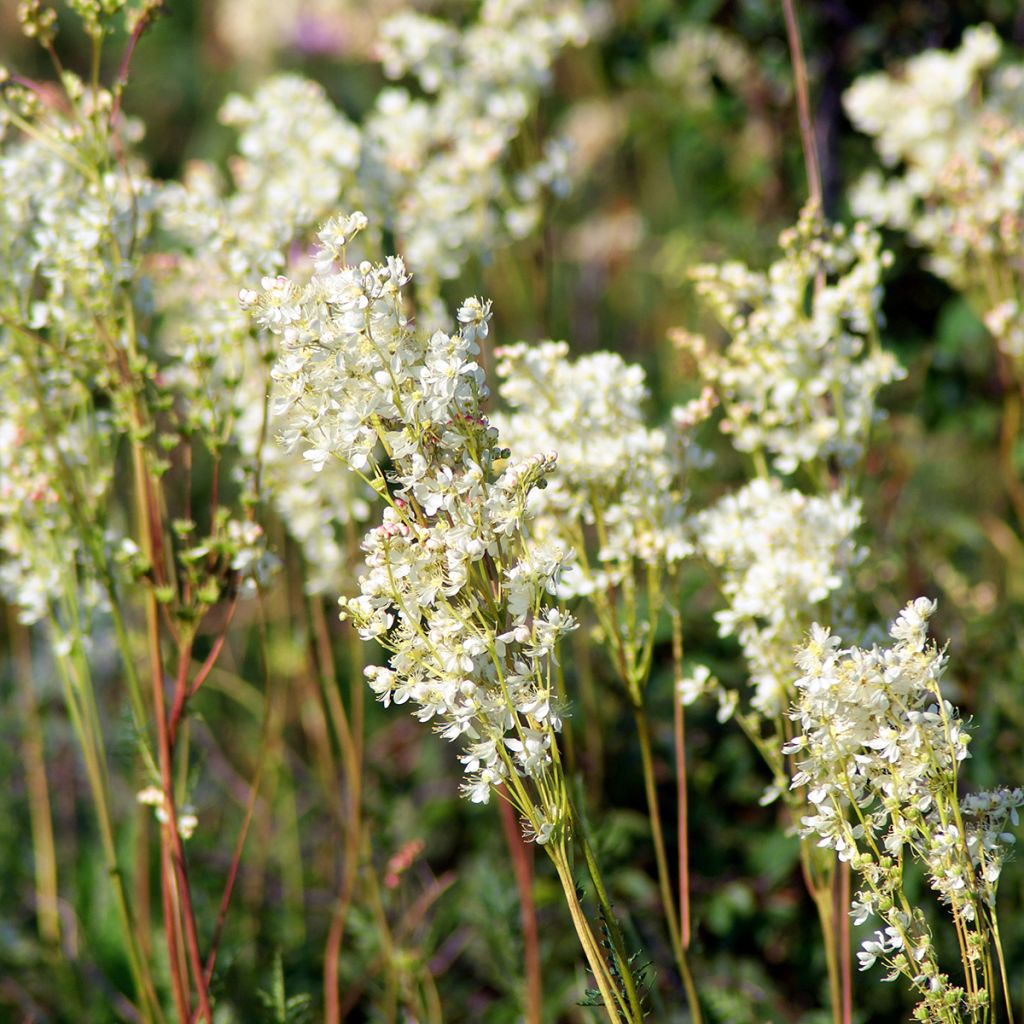 Filipendula vulgaris - Reina de los prados