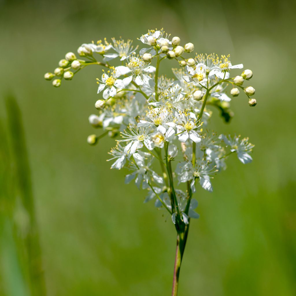 Filipendula vulgaris - Reina de los prados