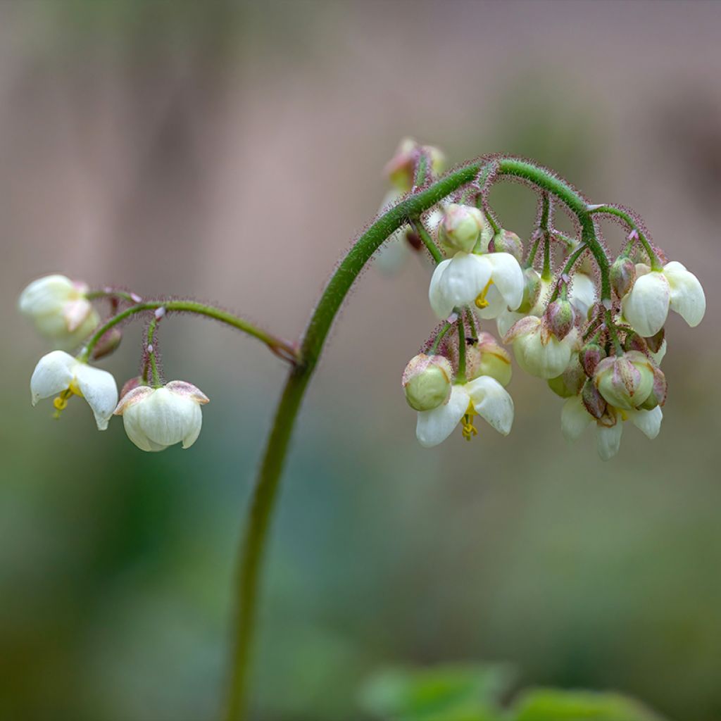 Epimedium pubigerum