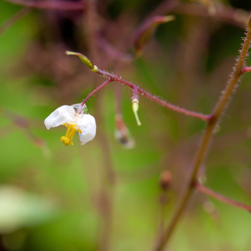 Epimedium pubigerum