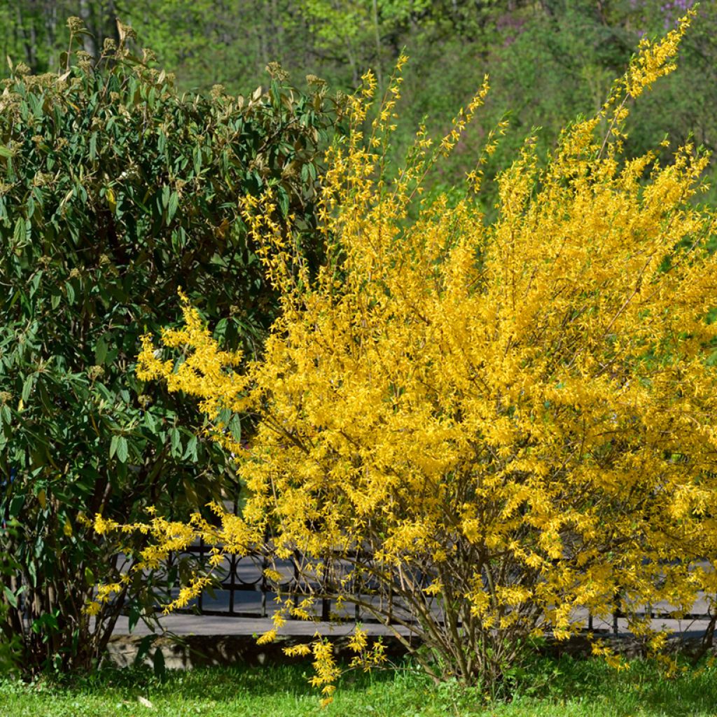 Forsythia intermedia Forbeesia - Mimosa de Paris