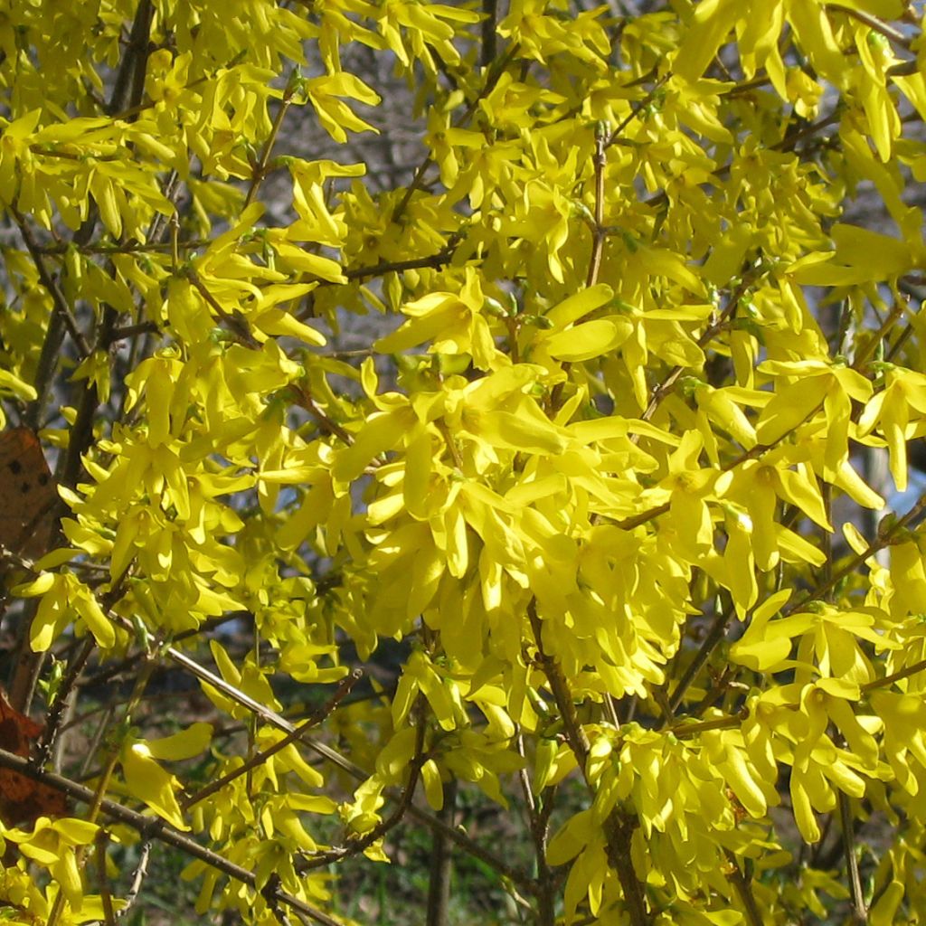 Forsythia intermedia Nimbus