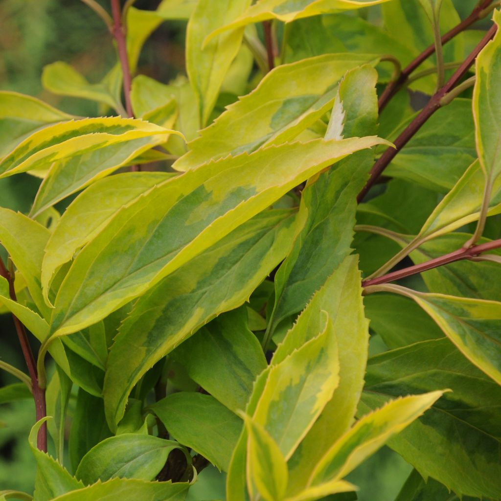 Forsythia intermedia Golden Times