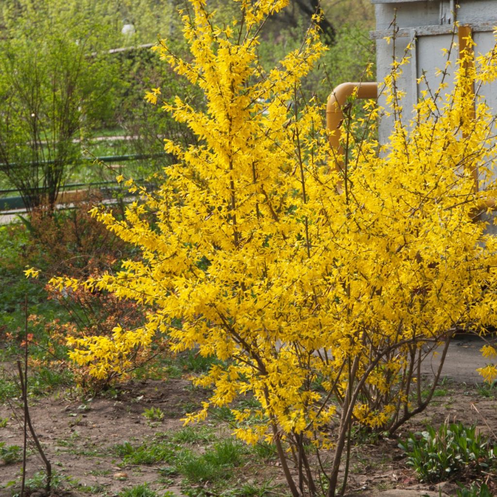 Forsythia intermedia