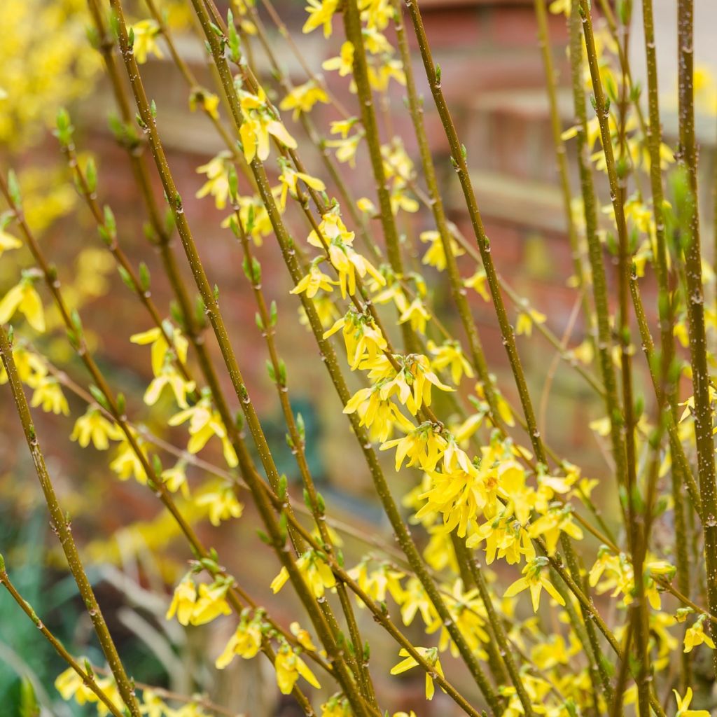 Forsythia intermedia