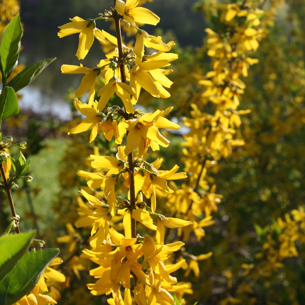 Forsythia koreana Flying Machine