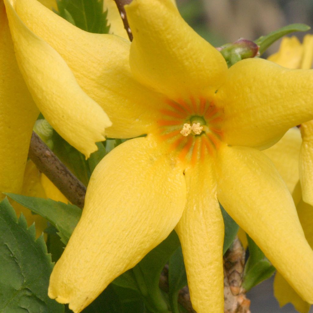 Forsythia koreana Flying Machine