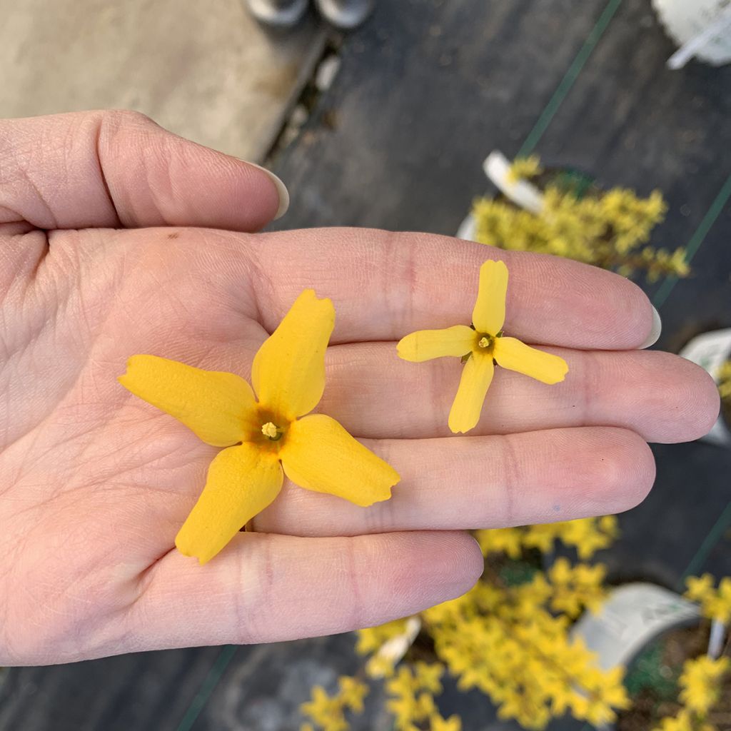 Forsythia koreana Flying Machine