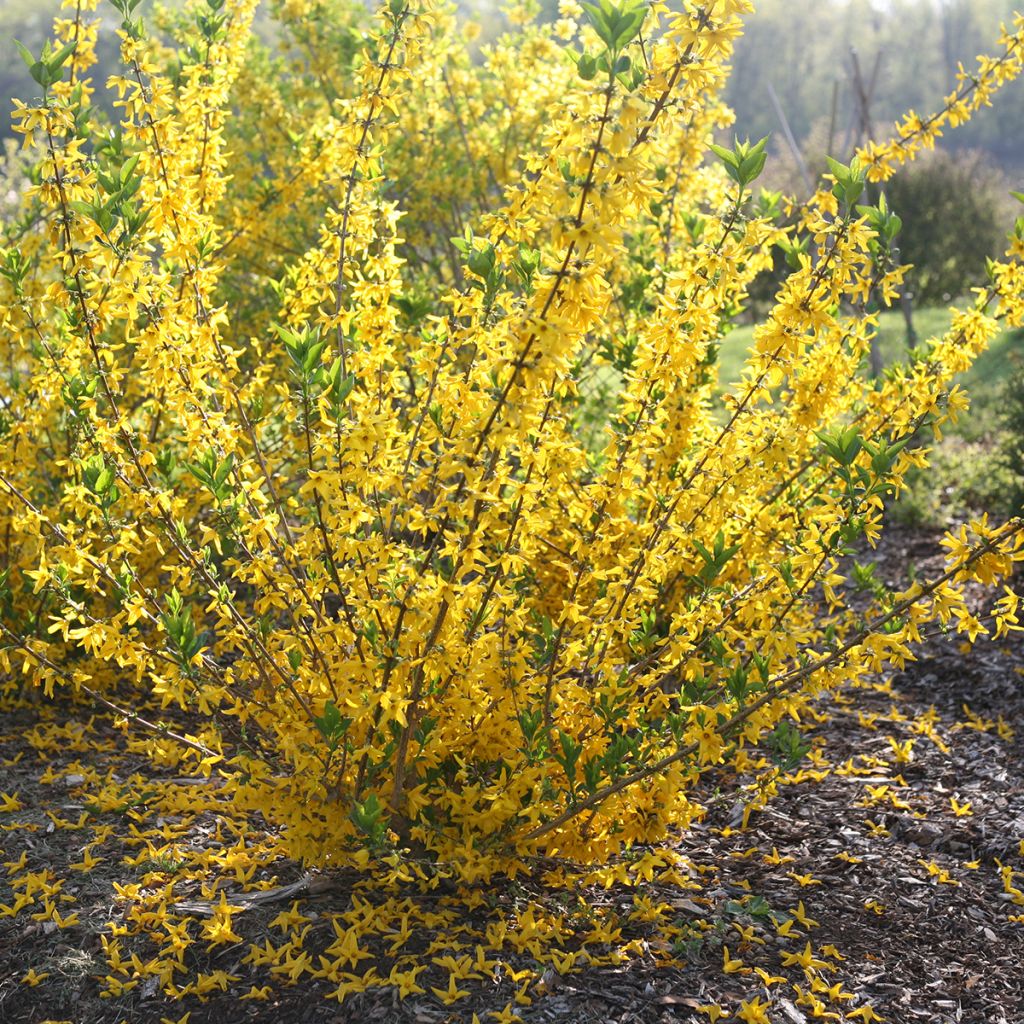 Forsythia koreana Flying Machine