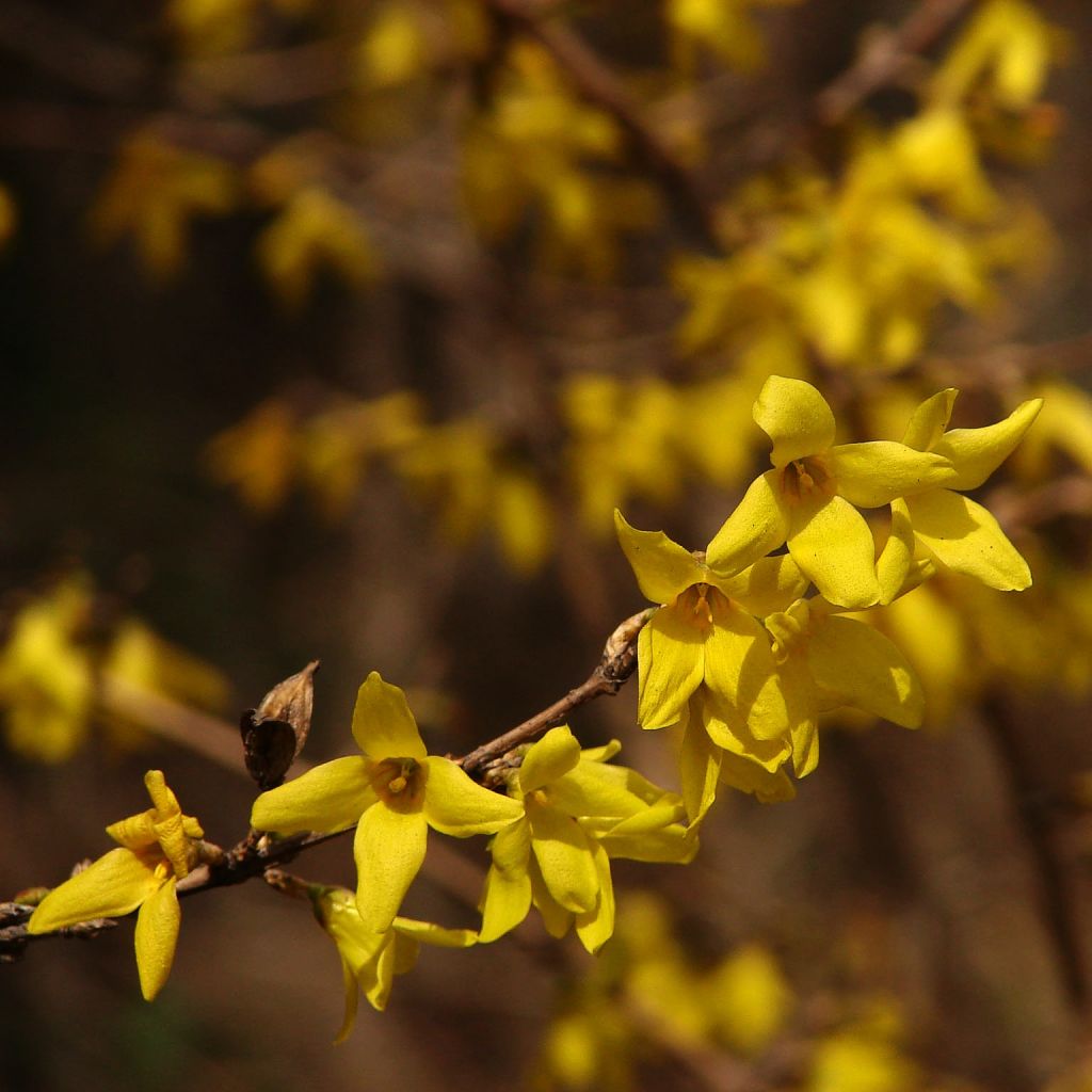 Forsythia de Corée - Forsythia koreana Kumsun