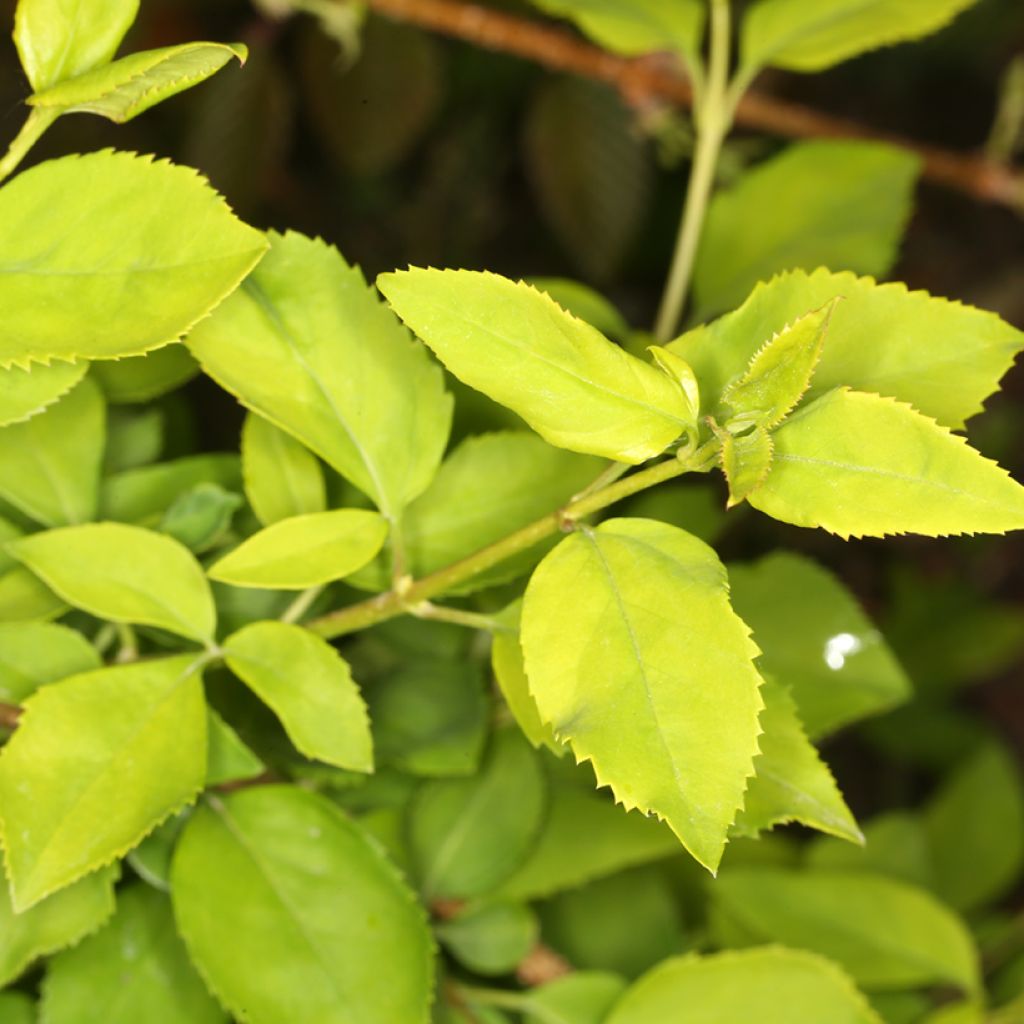 Forsythia suspensa Aurea