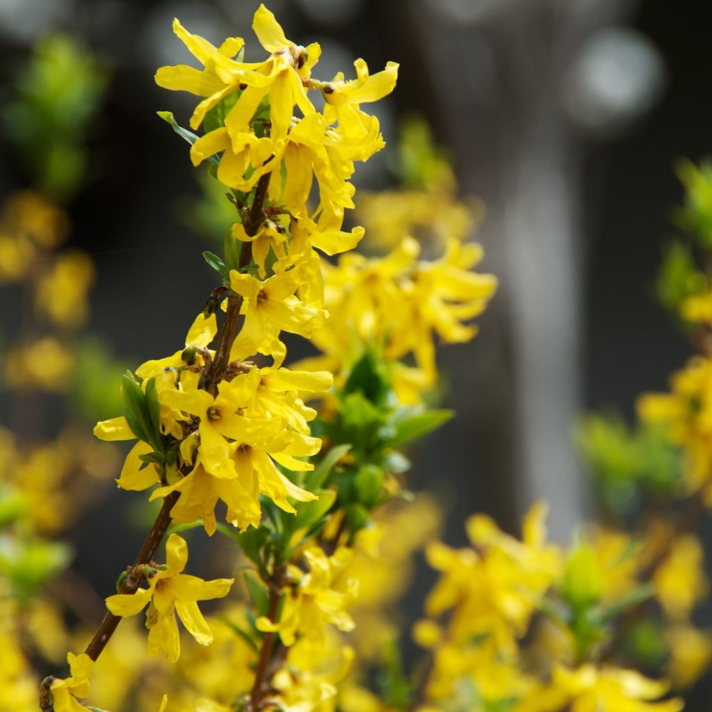 Forsythia viridissima Citrus Swizzle - Mimosa de Paris